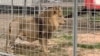 Le gouvernement sud-africain avait déjà annoncé en 2021 son intention d'interdire l'élevage de lions destinés à la chasse et une commission ad hoc a planché sur la question ces deux dernières années.