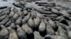 Cette vue aérienne montre des hippopotames coincés dans un canal asséché près du village de Nxaraga dans le delta de l'Okavango, à la périphérie de Maun, le 25 avril 2024. (Photo by Monirul Bhuiyan / AFP)