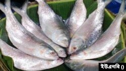 চাঁদপুরে বেড়েছে ইলিশের সরবরাহ—দাম এখনো সাধারণ ক্রেতাদের নাগালের বাইরে
