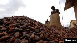 La Côte d'Ivoire s'attend à une récolte record de fèves de cacao (Reuters)