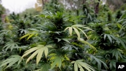 En la foto, plantas de marihuana en Chicago vistas por las autoridades, el 3 de octubre de 2012.