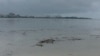 豪雨过后淡水河中大量上游漂浮物（美国之音记者申华 拍摄）